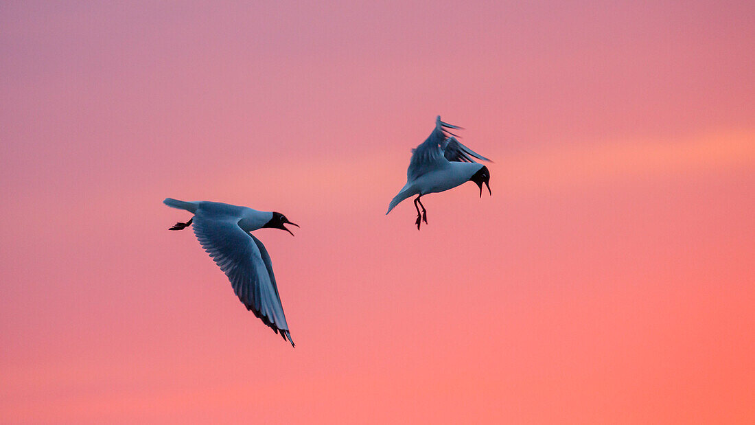 Lachmöwen bei Sonnenuntergang, Larus ridibundus, Ostfriesische Inseln, Nationalpark Niedersächsisches Wattenmeer, Nordsee, Ostfriesland, Niedersachsen, Deutschland, Europa