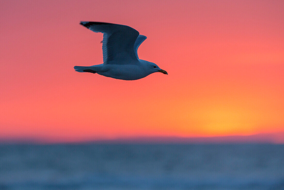 Silbermöwe bei Sonnenuntergang, Larus argentatus, Ostfriesische Inseln, Nationalpark Niedersächsisches Wattenmeer, Nordsee, Ostfriesland, Niedersachsen, Deutschland, Europa