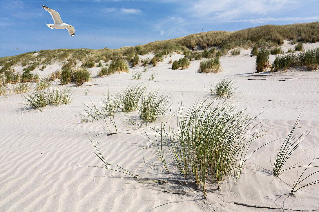 Herring gull flying over dunes, Juist Island, North Sea, East Frisian Islands, East Frisia, Lower Saxony, Germany, Europe