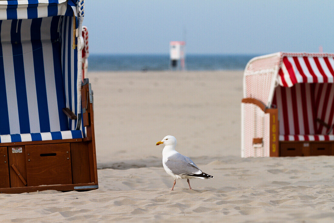 Herring Gull amidst beach chairs, Larus argentatus, Juist Island, North Sea, East Frisian Islands, East Frisia, Lower Saxony, Germany, Europe