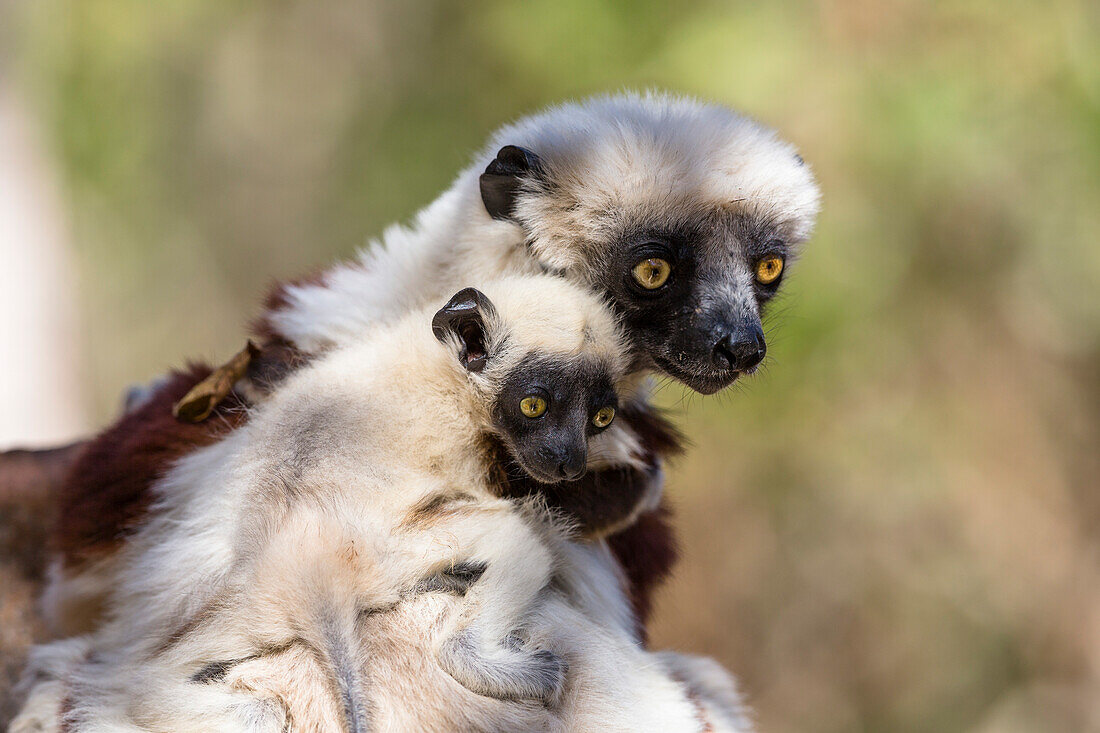 Coquerel's Sifaka with baby, Propithecus coquereli, Ampijoroa Reserve, Madagascar, Africa