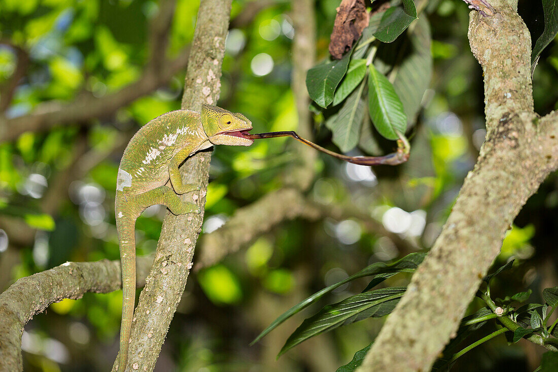 Panther Chameleon catching a cricket, Furcifer pardalis, Madagascar, Africa