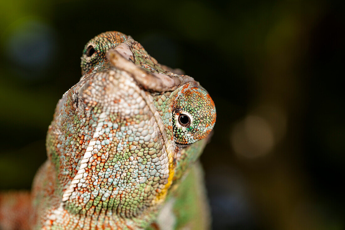 Panther Chameleon, Furcifer pardalis, East Madagascar, Madagascar, Africa