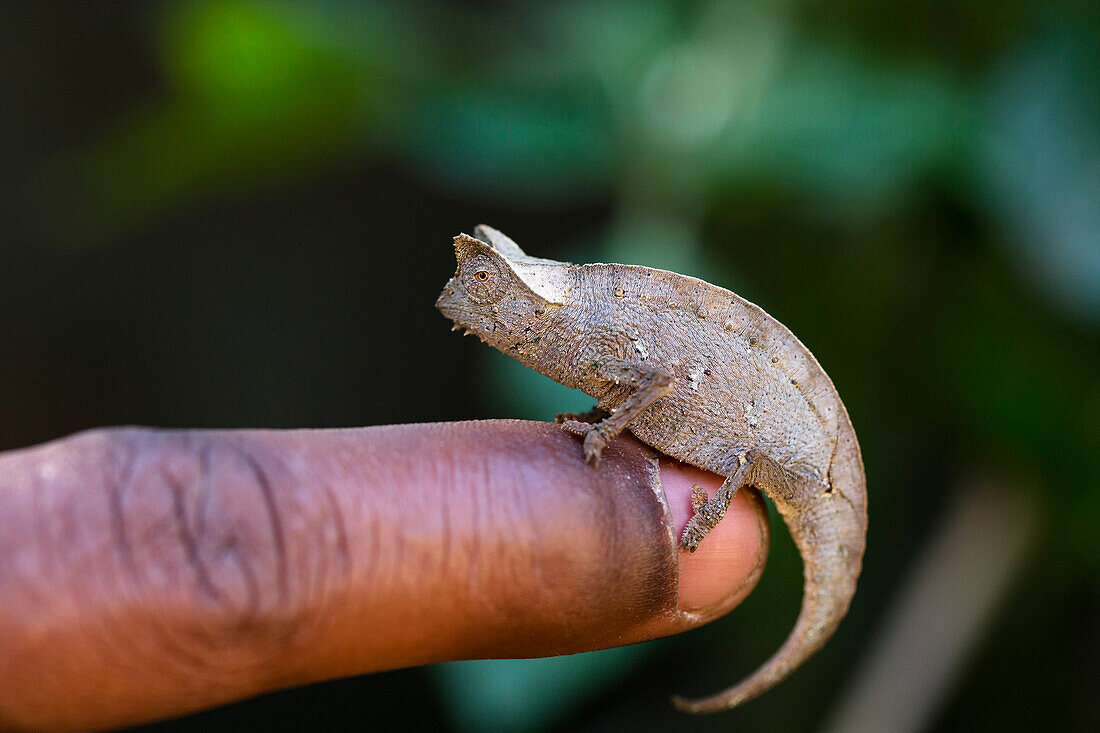 Tiny brown leaf chameleon on a finger, Brookesia superciliaris, Rainforest, Madagascar, Africa, captive
