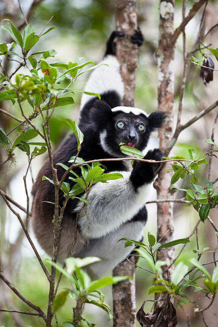 Indri frisst Blätter, Indri indri, Regenwald, Andasibe Mantadia Nationalpark, Ost-Madagaskar, Madagaskar, Afrika