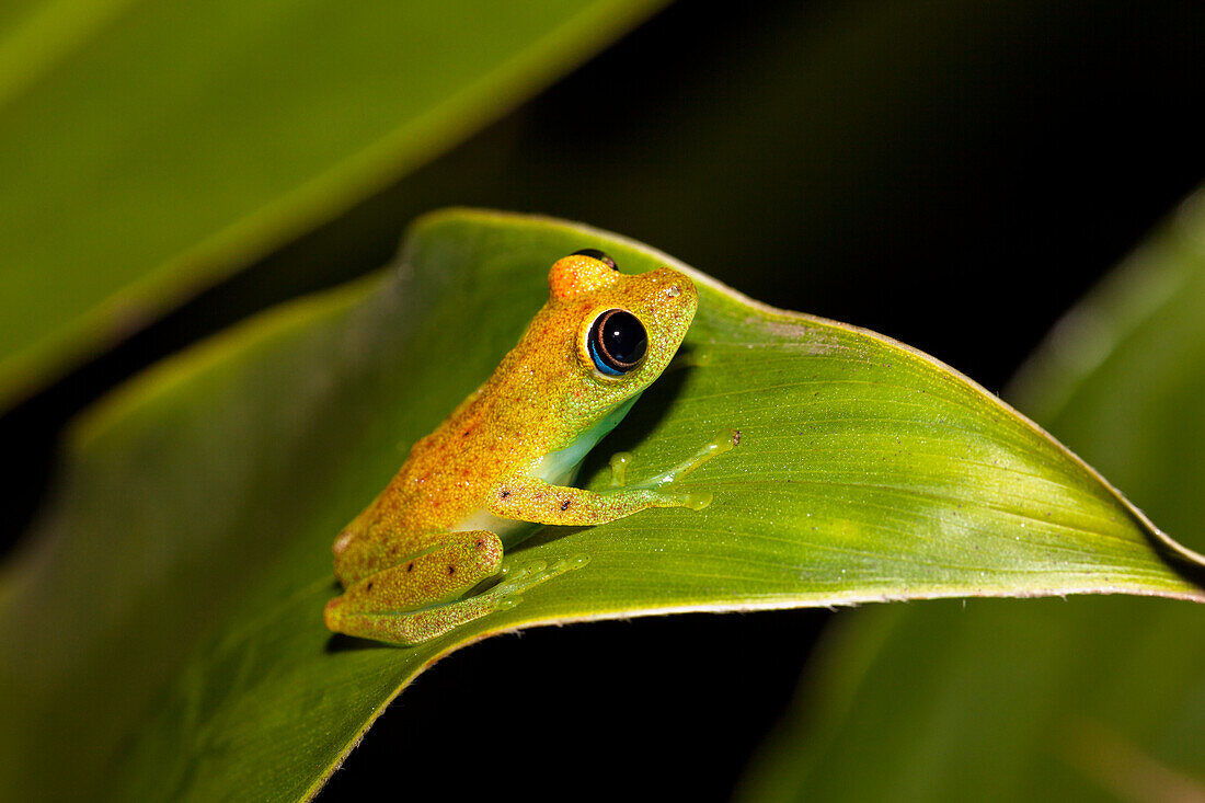 Green bright-eyed frog in the rainforest of Madagascar, Boophis viridis, Andasibe Mantadia National Park, East Madagascar, Madagascar, Africa