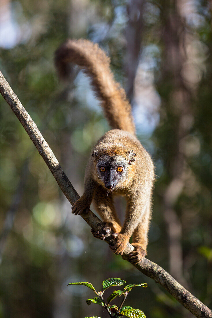 Rotstirnmaki, Eulemur rufus, Weibchen, Madagaskar, Afrika