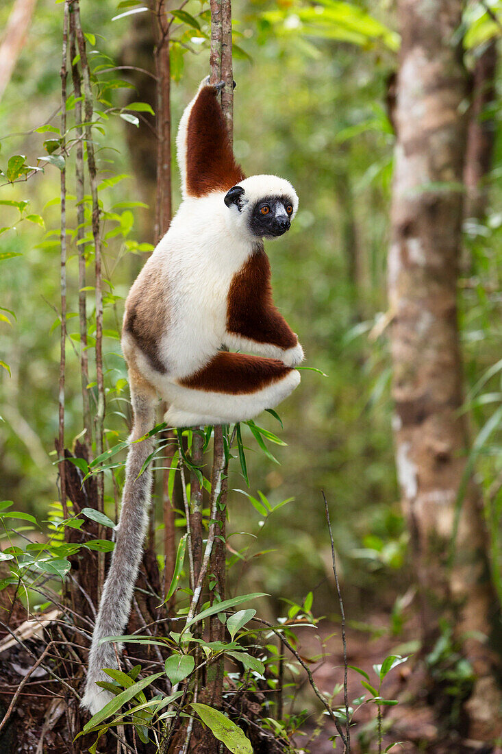 Coquerel-Sifaka, Propithecus coquereli, Ampijoroa Reservat, Madagaskar, Afrika