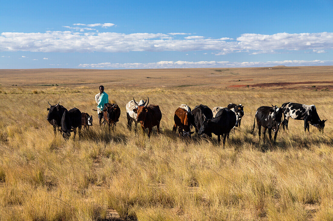 Zebu-Rinder im zentralen Hochland, Hirte vom Stamm der Bara, Madagaskar, Afrika