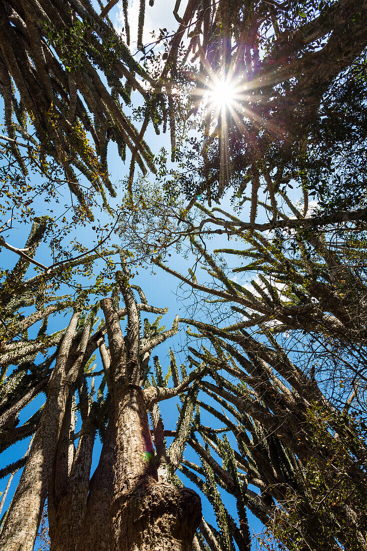 Didiereaceen im Dornenwald, Alluaudia ascendens, Andohahela Nationalpark, Süd-Madagaskar, Madagaskar, Afrika