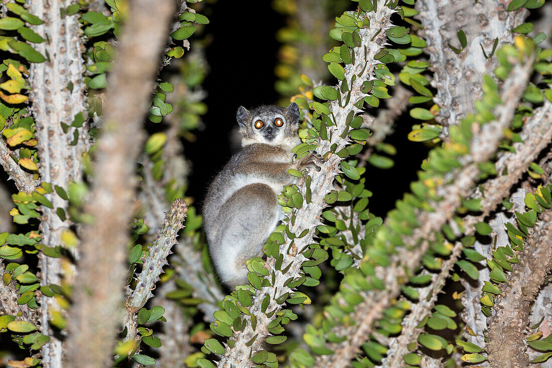 White-footed Sportive Lemur in Alluaudia procera tree, Lepilemur leucopus, Berenty Reserve, South Madagascar, Africa