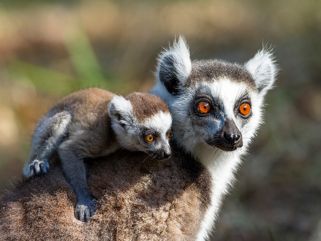 Katta mit Baby, Lemur catta, Nahampoana Reservat, Süd-Madagaskar, Madagaskar, Afrika