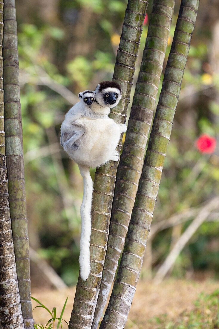 Larvensifaka mit Baby, Propithecus verreauxi, Nahampoana Reservat, Süd-Madagaskar, Madagaskar, Afrika