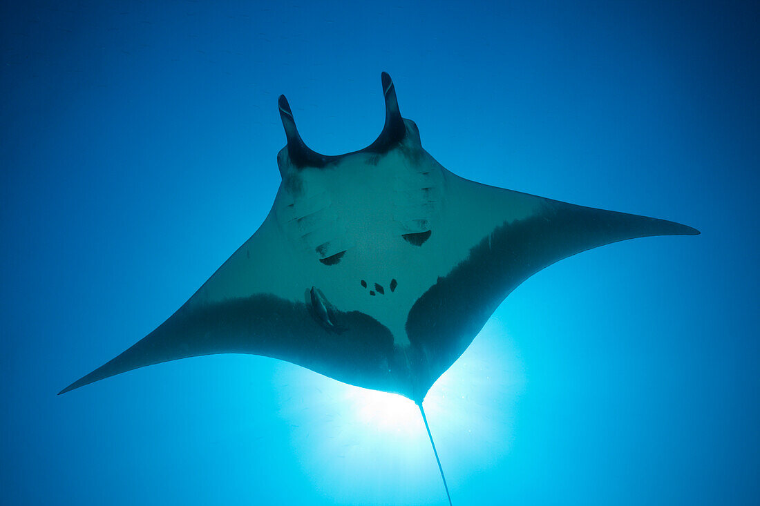 Manta, Manta birostris, San Benedicto, Revillagigedo-Inseln, Mexiko