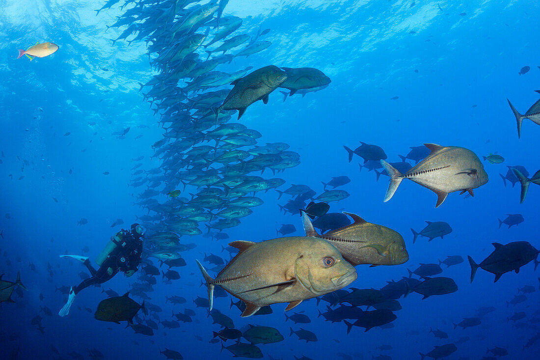 Schwarze Stachelmakrelen, Caranx lugubris, Socorro, Revillagigedo-Inseln, Mexiko