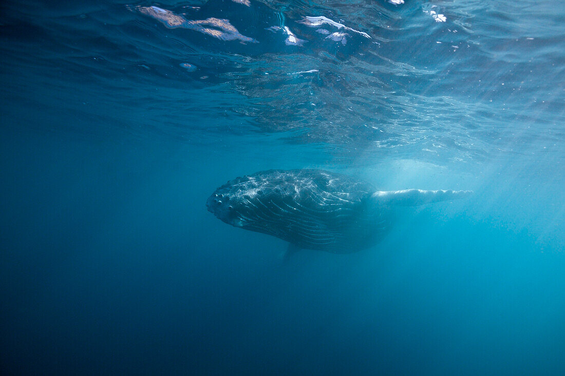 Humpback Whale, Megaptera novaeangliae, San Benedicto, Revillagigedo Islands, Mexico