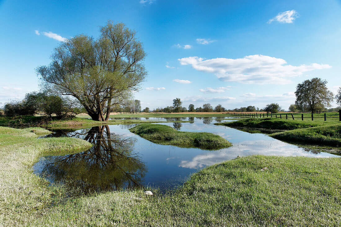 Flooded meadow in Lebus, River Oder, Maerkisch-Oderland, Brandenburg, Germany