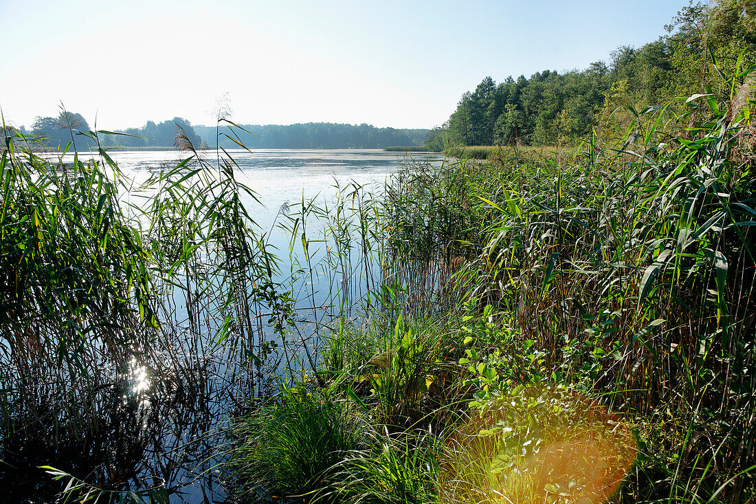 Mühlenteich, Kloster Lehnin, Land Brandenburg, Deutschland