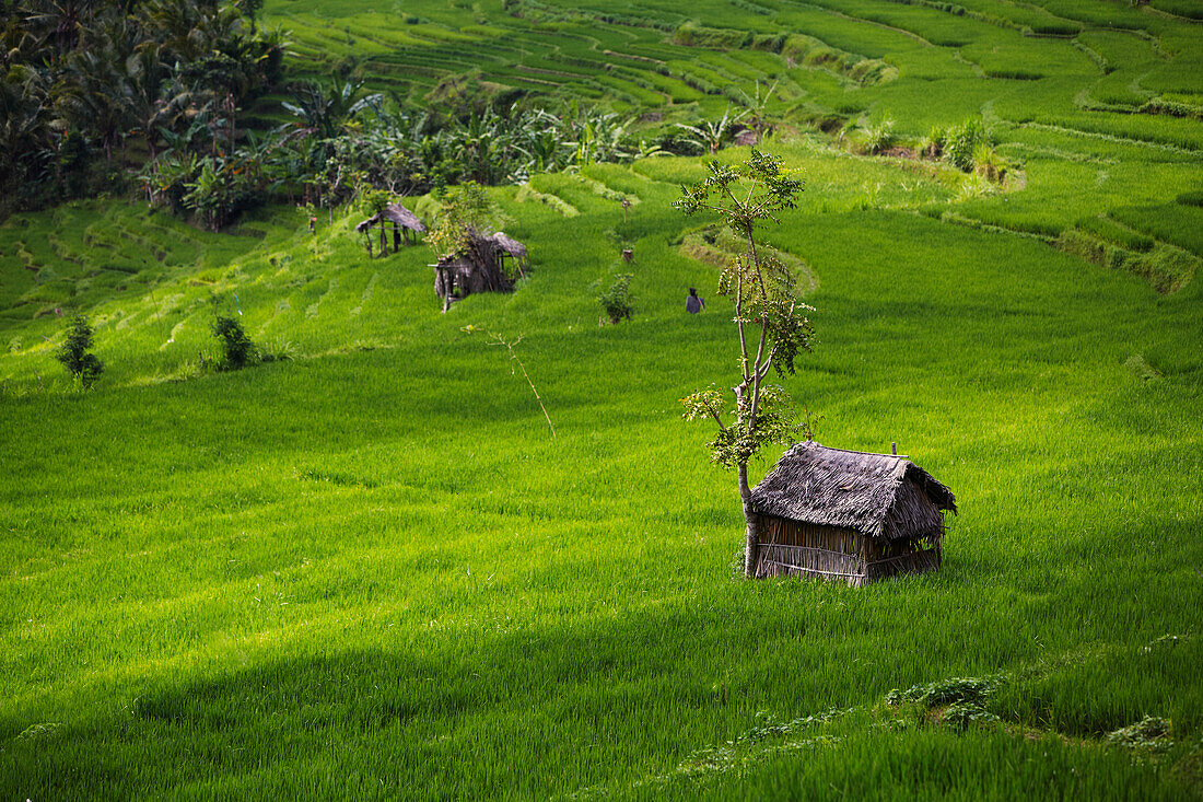 Hütten in Reisfeldern, Karangasem, Bali, Indonesien