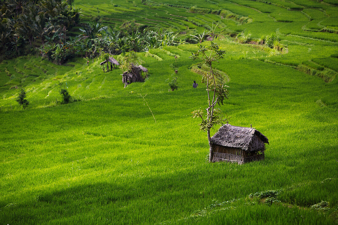 Huts between paddy fields, Karangasem, Bali, Indonesia