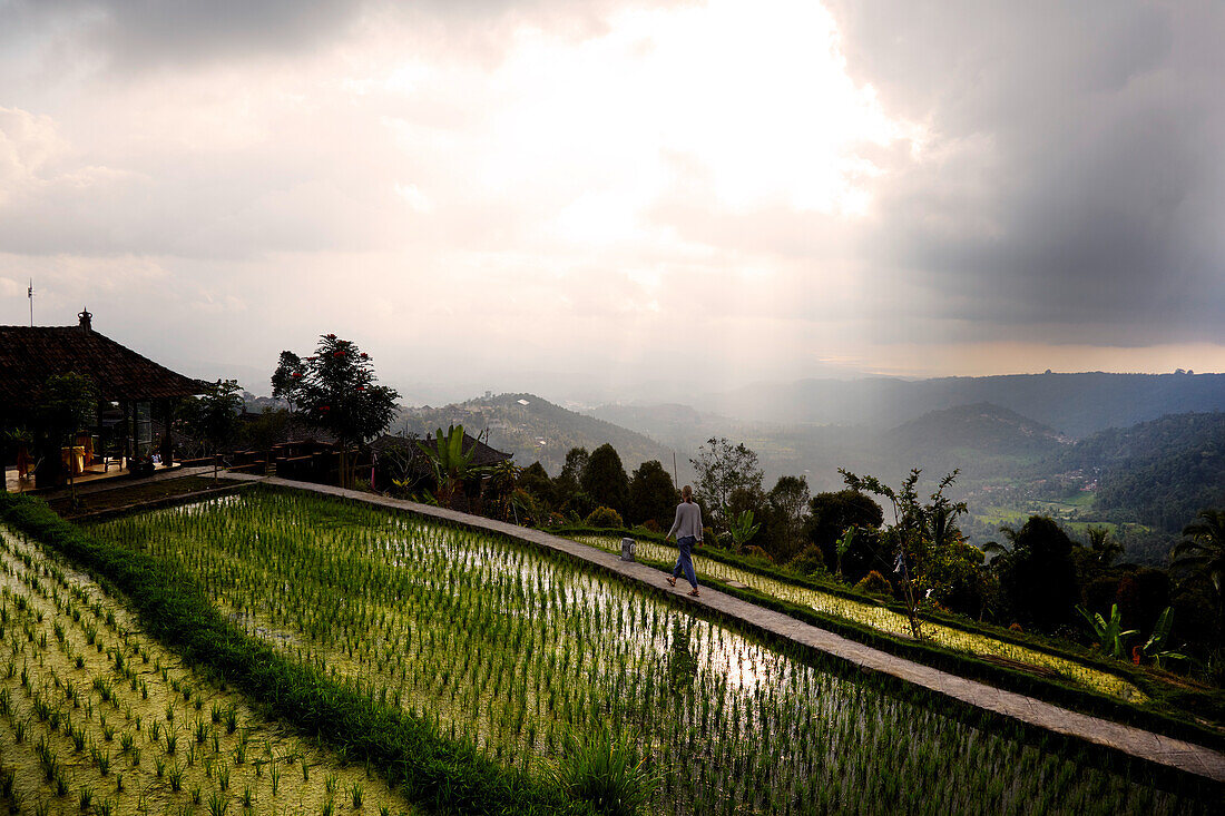 Woman passing rice terraces, Danau Tamblingan, Bali, Indonesia