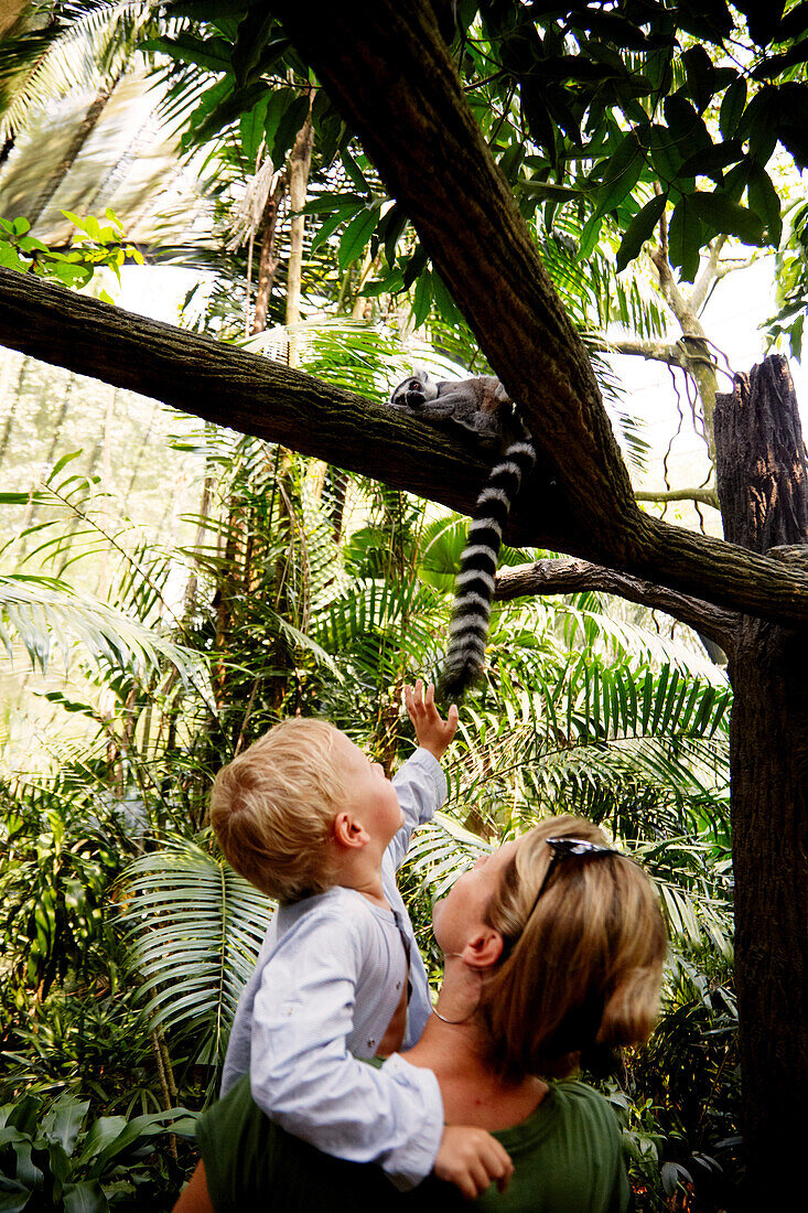 Mother and son watching at a ring-tailed lemur, Zoo, Singapore