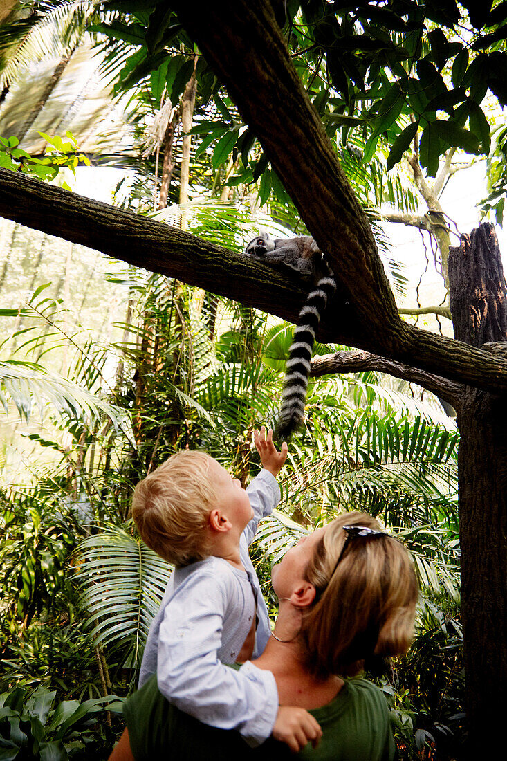 Mutter und Sohn betrachten einen Katta, Singapore Zoo, Singapur