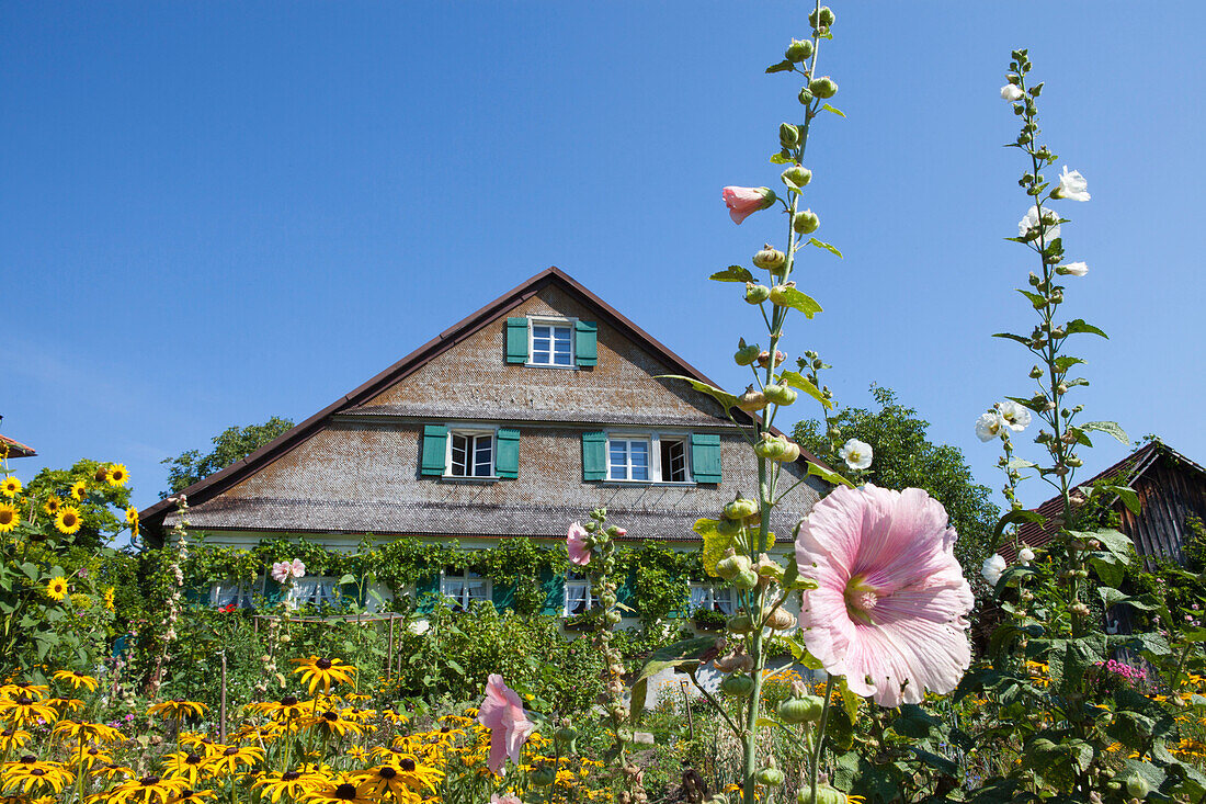 Altes Bauernhaus aus Holz mit Wildblumen im Garten in Lindau, Bodensee, Bayern, Schwaben, Deutschland, Europa