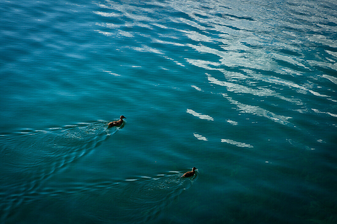 Two ducks swimming on Lake Eibsee, Upper Bavaria, Germany