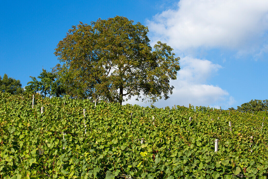 Vineyard and tree at Weingut Dahms winery, Sennfeld, near Schweinfurt, Franconia, Bavaria, Germany