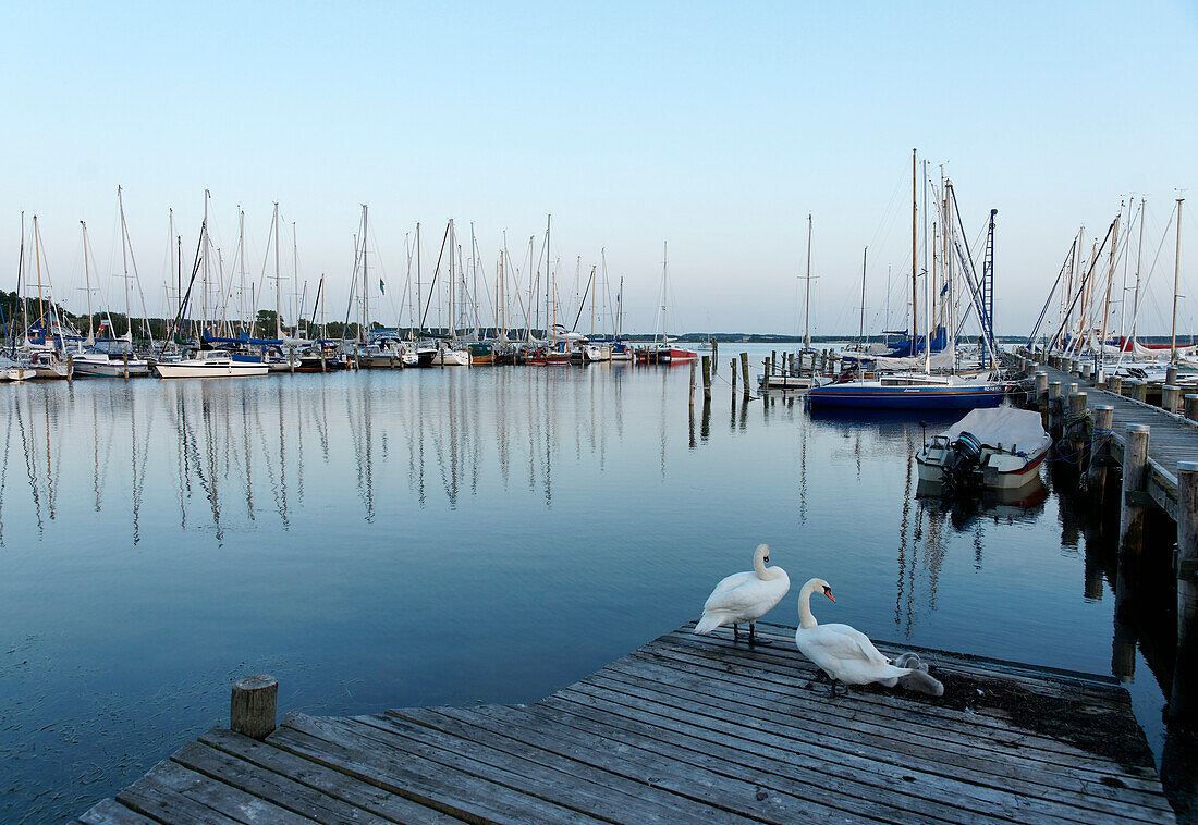 Port am Salzhaff, Seaside resort of Rerik, Mecklenburg-Western Pomerania, Germany