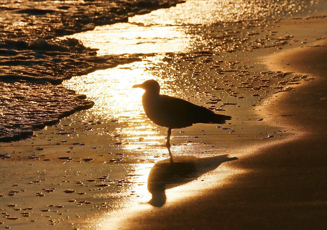 Seagul at the water's edge on the beach, Warnemuende, Hanseatic Town Rostock, Mecklenburg-Western Pomerania, Germany