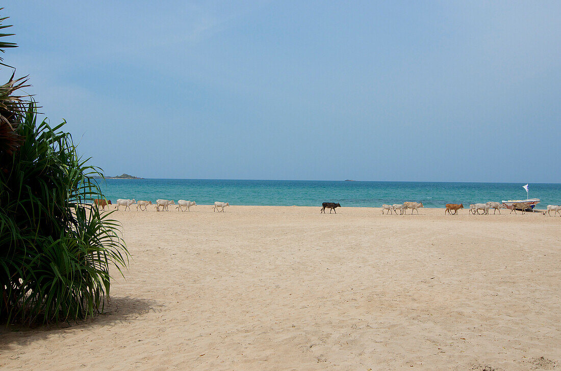 Frei herumlaufende Rinder am Strand in Nilaveli, Nilaveli bei Trincomalee, Ostküste, Sri Lanka