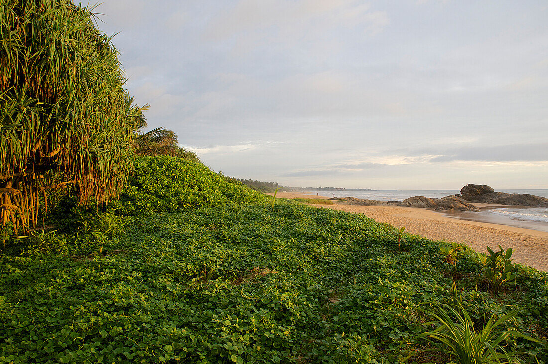 Long sandy beach fringed by tropical green and palm trees, Bentota, Southwest coast, Sri Lanka, South Asia
