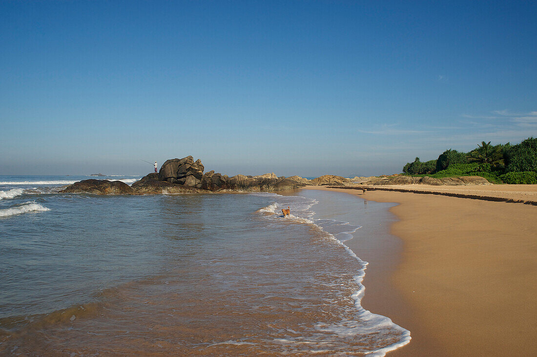 Rocks on the long sandy beach fringed by tropical green and palm trees, Bentota, Southwest coast, Sri Lanka, South Asia
