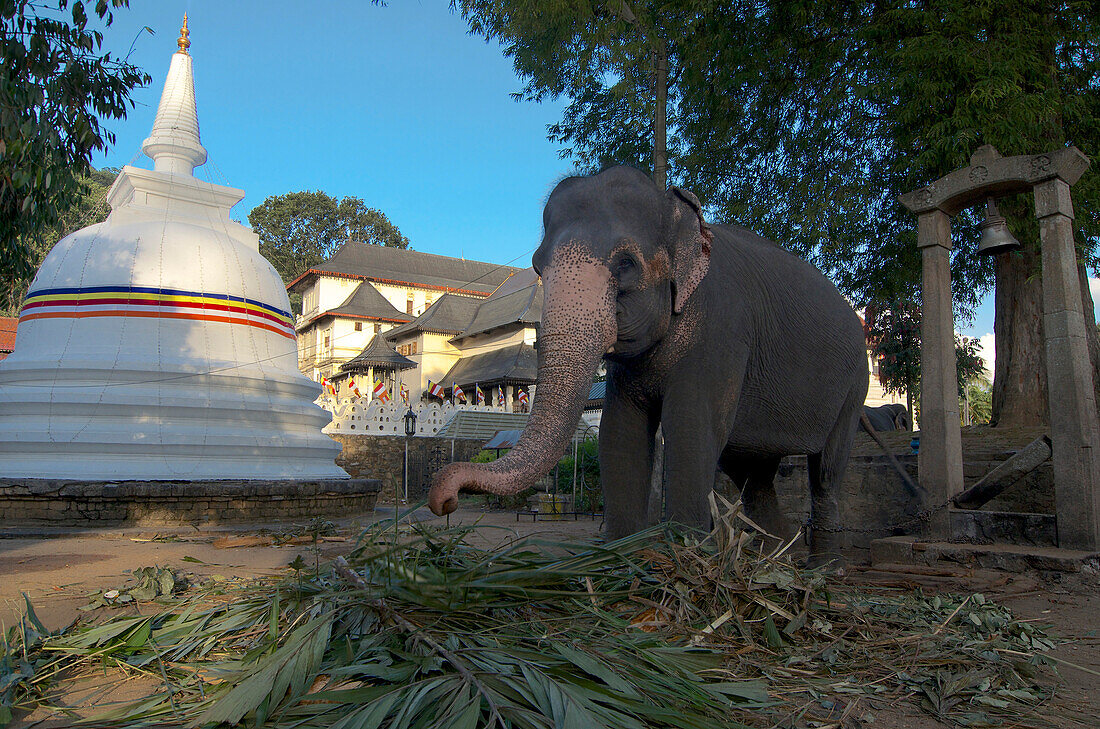 Elefant vor dem Tempel des Heiligen Zahns, Sri Dalada Maligawa, Kandy, Sri Lanka