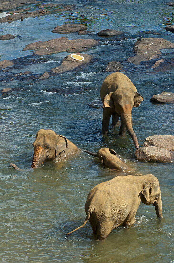 Elephants bathing in the river at Pinawela Elephant Orphanage, 40km to the West of Kandy, Sri Lanka, South Asia