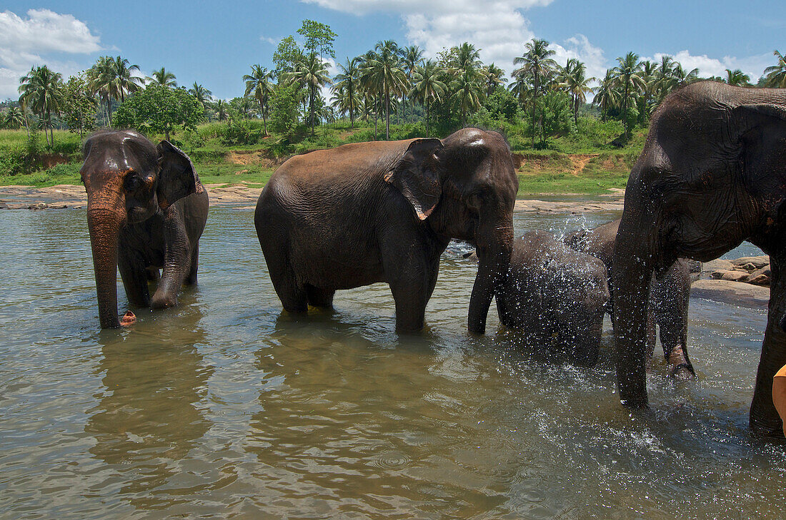 Elefanten beim Bad im Fluß im Elefanten Waisenhaus, Pinawela Elephant Orphanage westlich von Kandy, Sri Lanka