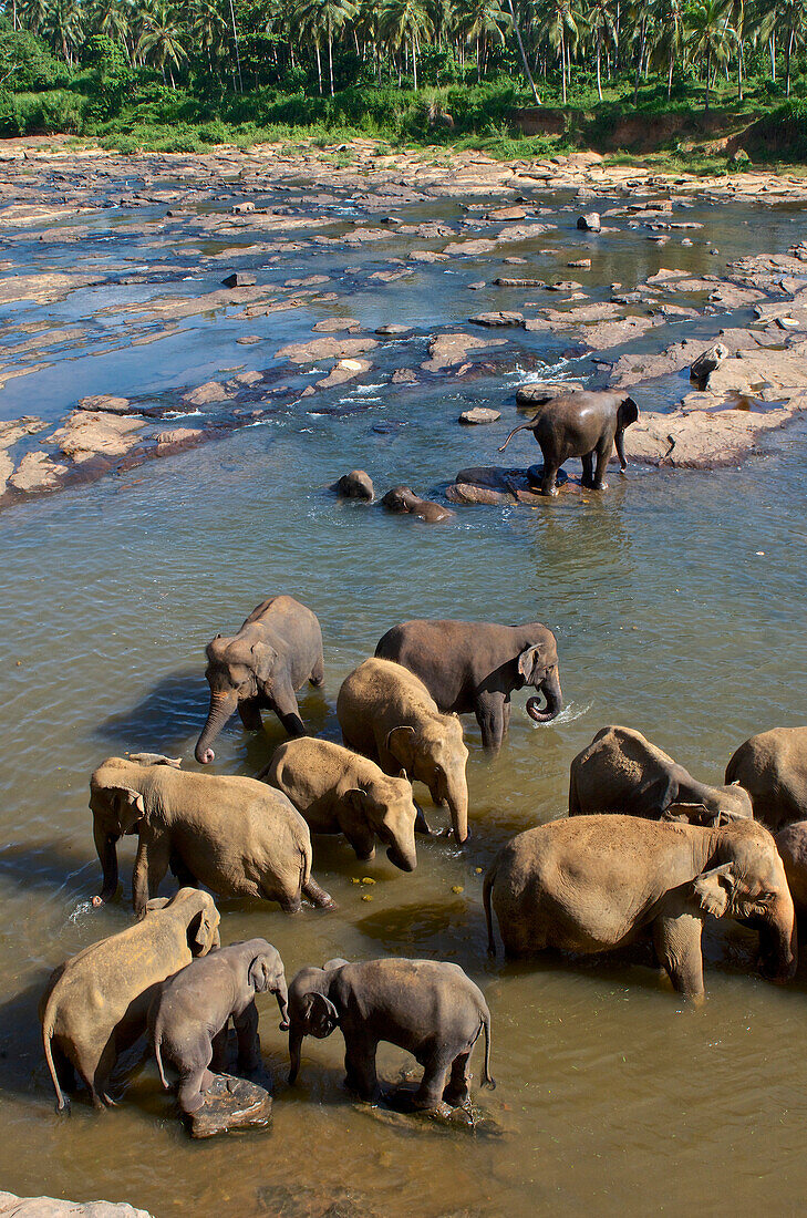 Elephants bathing in the river at Pinawela Elephant Orphanage, 40km to the West of Kandy, Sri Lanka, South Asia