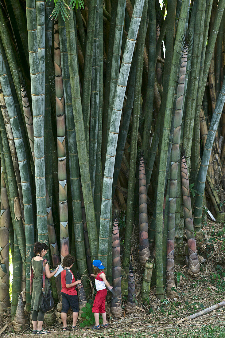 Touristen, europäische Frau und Kinder, vor riesigem Bambus, Peradeniya Botanischer Garten, Kandy, Sri Lanka