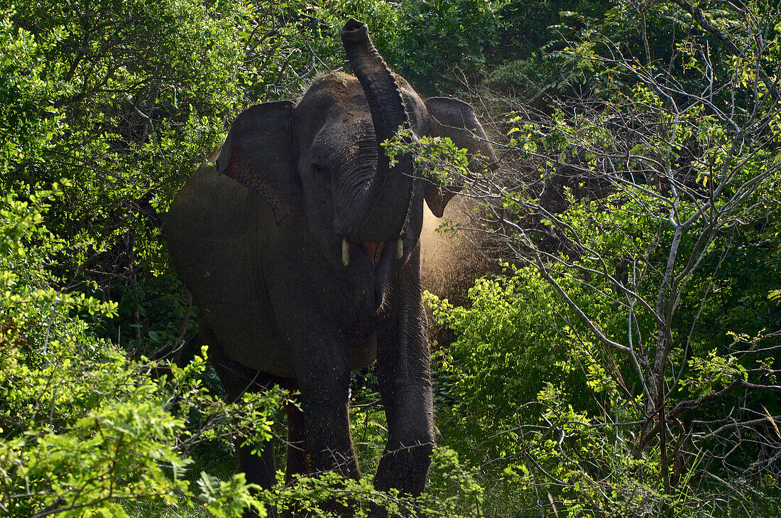 Drohender Elefant im Gebüsch im Yala West Nationalpark im Süden von Sri Lanka, Südasien