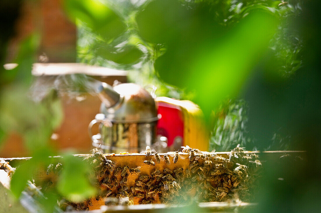 Bienenkiste mit Smoker, Freiburg im Breisgau, Schwarzwald, Baden-Württemberg, Deutschland