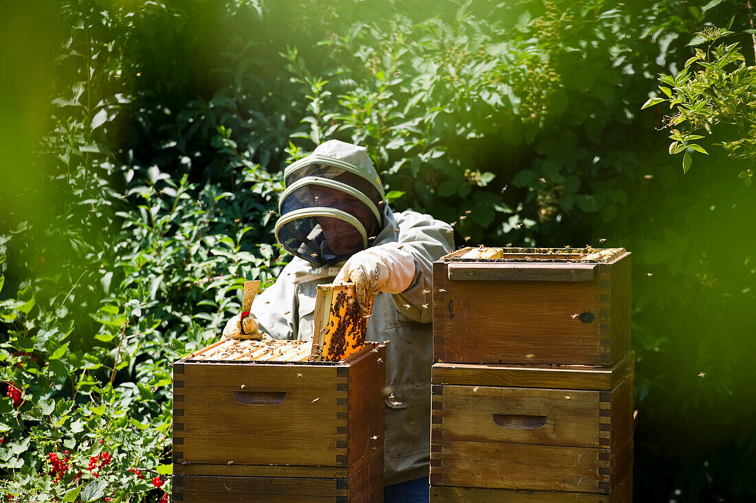 Imker und Bienenkisten, Freiburg im Breisgau, Schwarzwald, Baden-Württemberg, Deutschland