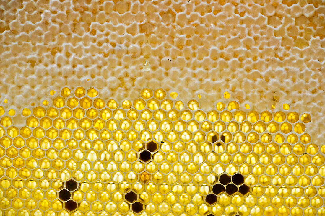 Honeycombs, Freiburg im Breisgau, Black Forest, Baden-Wuerttemberg, Germany