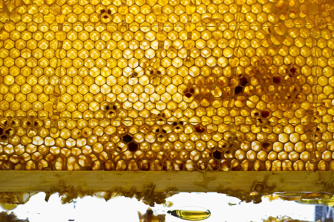 Honeycombs, Freiburg im Breisgau, Black Forest, Baden-Wuerttemberg, Germany
