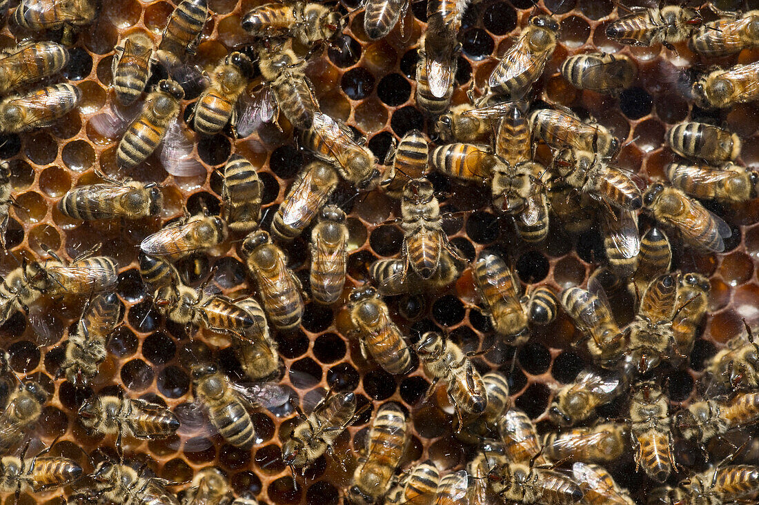 Bienen auf Honigwaben, Freiburg im Breisgau, Baden-Württemberg, Deutschland