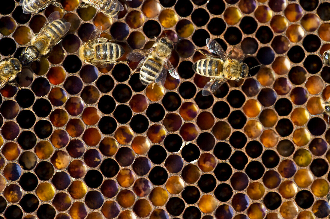 Bees on honeycombs, Freiburg im Breisgau, Baden-Wuerttemberg, Germany