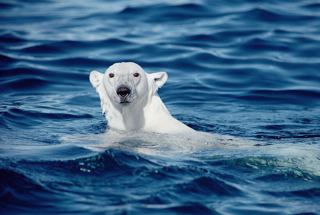 Polar Bear (Ursus maritimus) swimming, Baffin Island, Nunavut, Canada