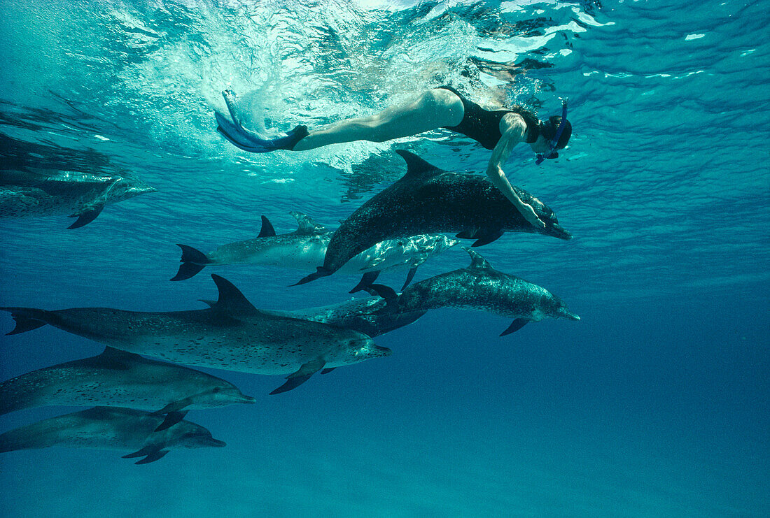Atlantic Spotted Dolphin (Stenella frontalis) pod with female snorkeler, Bahamas