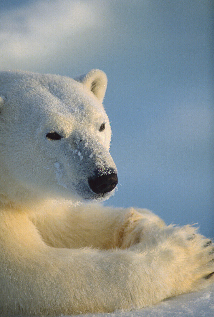 Polar Bear (Ursus maritimus) portrait, Churchill, Manitoba, Canada